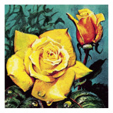 Rose with Dew