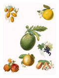 Tropical Fruit