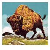 Bison