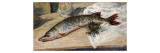 The Pike  1888