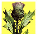 Thistle