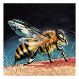 Bee Stinging