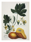 Papaya