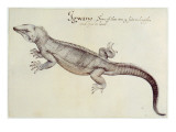 Iguana