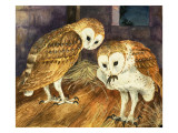 Owls