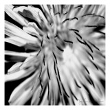 Contrastoflora III