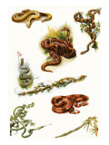 Snakes