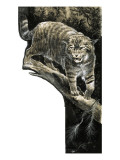 Wild Cat