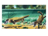 Platypus