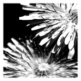 Contrastoflora I