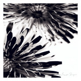 Contrastoflora II