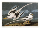 Tropic Bird