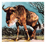 Gnu or Wilderbeast