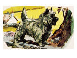 Cairn Terrier