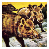 A Sounder of Boars