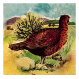 Red Grouse