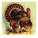 Christmas Turkey