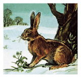 Hare