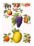 Fruits