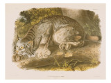 Canada Lynx