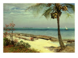 Tropical Coast