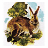 Hare