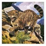 Wildcat
