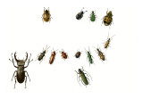 Beetles