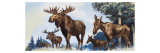 Moose Family
