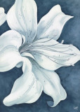 Wistful Lily II