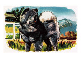 Chow-Chow