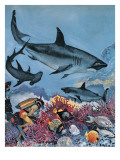 Sharks