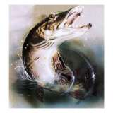 Pike Leaping