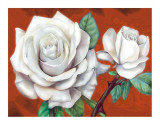 White Roses