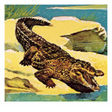 Crocodile