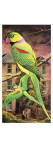 Parakeet