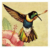 Humming Bird