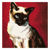 Siamese Cat
