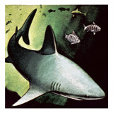Killer Shark