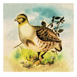 Partridge