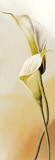 White Callas II