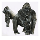 Gorillas