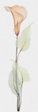 Calla Lily