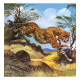 Cheetah Running