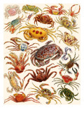 Crabs