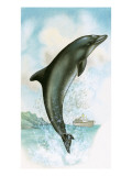 Jumping Dolphin
