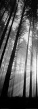 Pacific Stock Spencer Butte Park  Sunburst through Foggy Forest  Oregon
