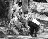 Daktari