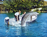 Flipper