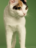 Japanese Bobtail
